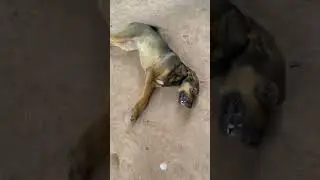 Smart puppy #shorts #smartpuppy #funny