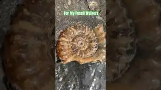 A Beautiful Ammonite Surprise Preserved In Calcite! 🤩#fossilhunting#rockbreaking#rockhounding