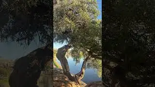 Australian tea tree (gaudium laevigatum) #teatree