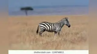 All About Zebras | Habitat, Diet, and Behavior