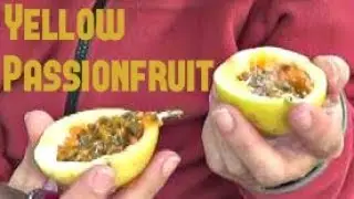 Yellow Passionfruit - Weird Fruit Explorer in Laos Ep. 36