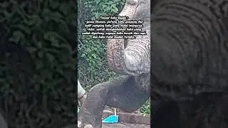 let's learn about Elephant  #animalshow  #elephantvideos #tamansafariprigen