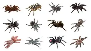 Виды Тарантула Часть 1 | Семейство: Theraphosidae