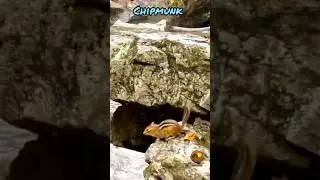 A cute Chipmunk, Maryland, USA || #youtubeshorts #trending #chipmunk #natureandlife