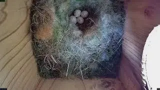 Blue Tit Nest 2021 4