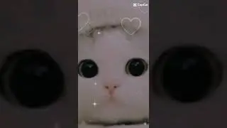 no m'y problem,le chat et trop kawaii,cute,mignon,craquant