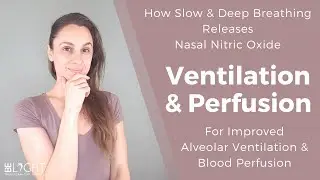 How Slow & Deep Breathing Releases Nitric Oxide for Improved Alveolar Ventilation & Blood Perfusion