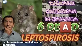 Leptospirosis OutBreak Declared In Jamaica #JesusIsLord #Jamaica #PWTV 