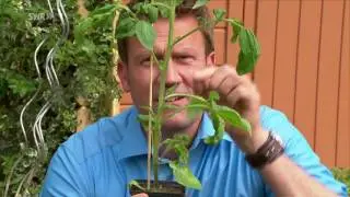 Tomaten pflanzen