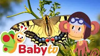 Van rups naar vlinder 🐛🦋 | Dieren voor peuters @BabyTVNL