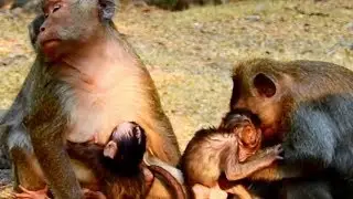Mia Baby Feeding Milk | Pity Delena Mother No Give Milk Baby | Monkey Sounds