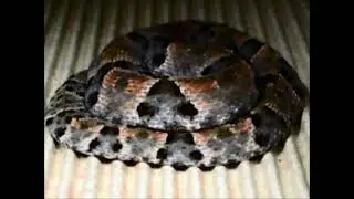 Bothrops species displaying segmental muscle twitch behaviour