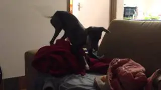 Crazy Italian greyhound freaks out over a carrot