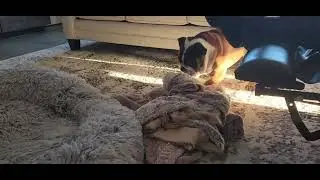 MACKY the bulldog preparing to binky! #bulldog #blanket #englishbulldog 