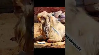 Arif Bhai BakreWale #goats #animallover #khasibakra #shok #trending #youtubeshorts #viral #1ksubs