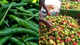 Growing Pepper in Uganda Part 4 | Know what your PEPPER garden needs | harvesting and spraying gap