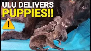 Ulu Delivers Puppies - Whelping 101 - The Lycan Shepherd Project