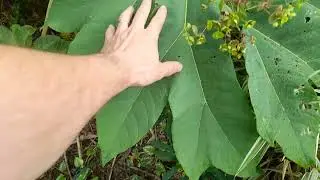 T-Rex, my favourite plant this time of year