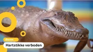 Cobrakoppen en slagtanden: veel spullen van beschermde dieren ingeleverd