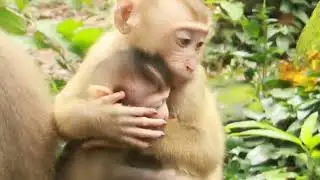 Interesting ! Monkey Bally Hug baby Rainbow to confirm good aim