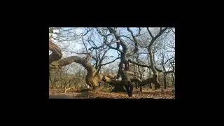 Eco Somatic Movement,  balance, strength and flexibility in nature