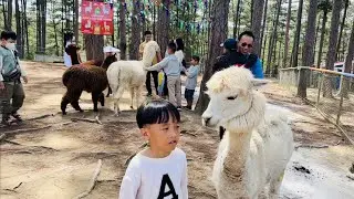 Mon lần đầu trải nghiệm cho thú ăn & được vuốt ve thú ở ZooDoo nổi tiếng nhất Đà Lạt
