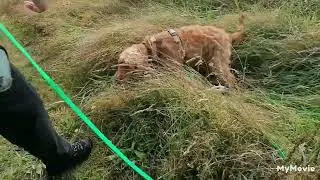 Hidde, Hoop en Foppe neusspel op locatie bij Esthers hondenschool. 