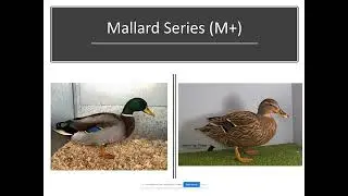 Poultry Genetics - Episode 3 Introduction to Duck Colour Genetics