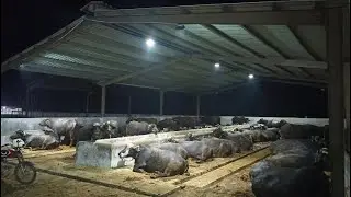 How To Start Dairy Farm in karachi || وچہ فرمیں کراچی مے