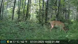 Young Buck on the Trail Cam | Northern Trails Wildlife