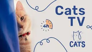 Amusing Cat Videos: Keep Your Cat Happy and Engaged