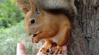 Ушастая прогнала бельчонка 😃🤗 Ear tufted squirrel scared away the Nibbler's baby squirrel
