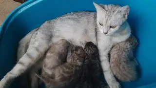 Pintar Anak kucing ketika dibersihkan mereka manja