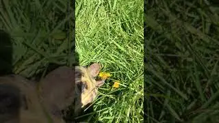 Tortoise eating a dandelion🌻| Tilly&Trev 🐢