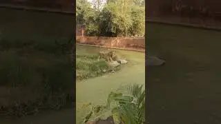 Nehru Zoological park lion 🦁
