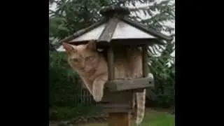 PK Pet Products-Real Fun Cat and Kitten Toys and Gifts