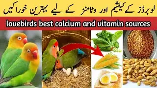 love birds calcium and vitamins | lovebirds main calcium or vitamin ki kami ko kase pora karain