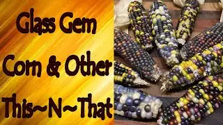 Glass Gem Corn and Other This~N~That