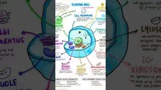 Animal cells 🦠 #teacherrecruitmentexam #biologytgtpgt #tgtpgtexam2025 #biologicalterminology #viral