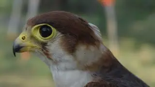 hunting and lure training of red headed merlin || falconry art of kings