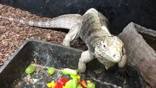Cuban rock iguana loves being petted