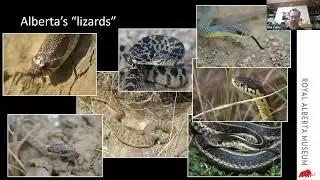 Snow Lizards: How Greater Short-horned Lizards Survive on the Canadian Prairies