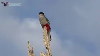 Cuban Trogon