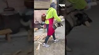 Smart Dog Helps Owner's Work #shorts