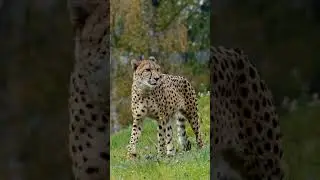 Cheetah Wild Animal ??? ZOO PAKISTAN