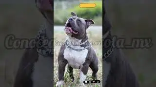 Consejos para cuidar a tu pitbull #perros #cuidados #mascotas #conoceatumascota_mx