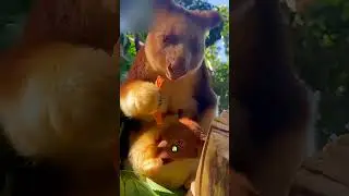 Эти кенгуру лазают по деревьям🫨👌