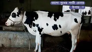 ভালো দুধের গাভী চেনার উপায় গুলো কী কী? 