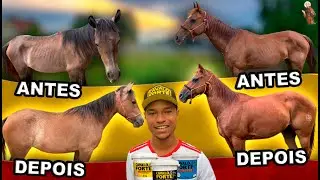 Evolução 45 dias de nossos Cavalos
