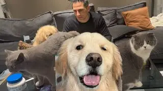 Dog and cats think my food is theirs 